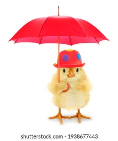 Cute Cool Chick With Red Hat And Umbrella Funny Conceptual Image