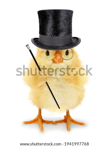 Cute cool chick rich man gentleman with walking stick and monocle funny conceptual image 