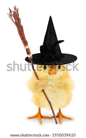 Cute cool chick scary witch with broom funny conceptual image
