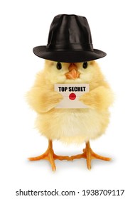 Cute Cool Chick Spy With Top Secret Envelope Funny Conceptual Image