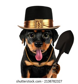 Cute Cool Dog Puppy Gravedigger Or Pet Doggy Undertaker With Spade Funny Conceptual Image