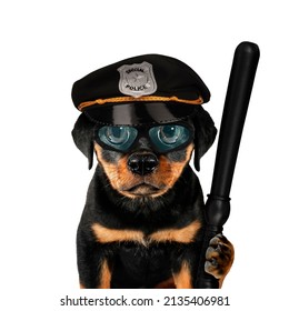 Cute Cool Puppy Dog Cop Policeman With Police Baton Funny Conceptual Image. Animal Like Humans Idea