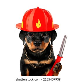 Cute cool puppy dog fireman firefighter with helmet and fire hose funny conceptual image