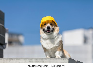 cute corgi construction dog in yellow hard hat sits on the repair site against the background of buildings and blue sky - Shutterstock ID 1981860296