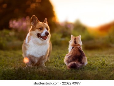 Cute Corgi Dog And Cat Sitting In Summer Garden During Sunset