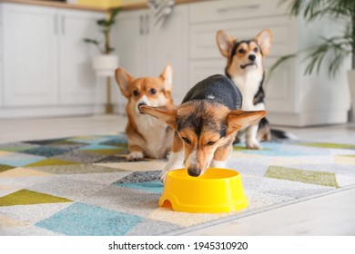 Cute Corgi Dog Drinking Water From Bowl In Kitchen At Home