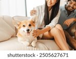 Cute corgi dog enjoys love from owners on a cozy sofa. Couple pets and cares for furry friend, creating a bond. Image shows family life, domestic bliss, and joy of sharing love with pet