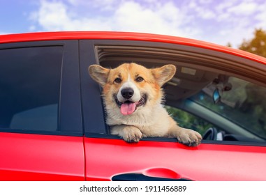 Cute Corgi Dog Face With Big Ears, He Leaned Out Of The Window Of A Red Car