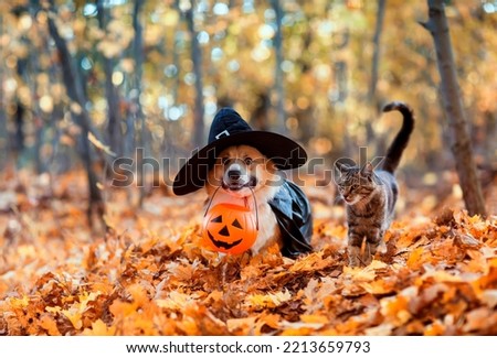 cute corgi dog in fancy black hat and striped cat sitting in autumn park with pumpkin for halloween