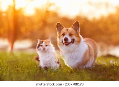 Cute Corgi Dog And Fluffy Cat Are Sitting On A Sunny Summer Day In A Meadow