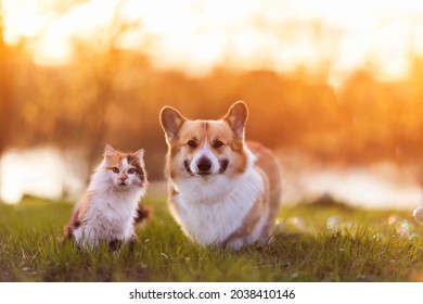 Cute Corgi Dog And Fluffy Cat Are Sitting On A Sunny Summer Day In A Meadow