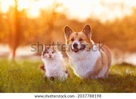 cute corgi dog and fluffy cat are sitting on a sunny summer day in a meadow