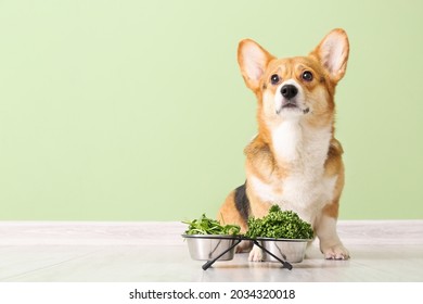 Cute Corgi dog with herbs and vegetables near color wall - Powered by Shutterstock