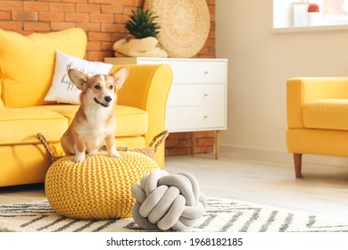 Cute Corgi Dog At Home