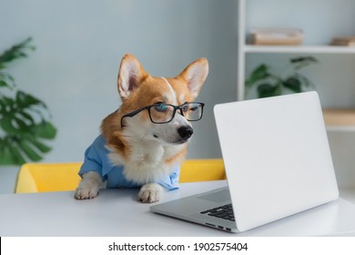 Cute corgi dog looking into computer laptop working in glasses and shirt - Shutterstock ID 1902575404