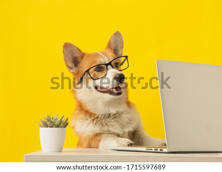 Cute corgi dog looking at laptop in glasses on yellow background