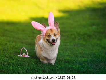 cute corgi dog puppy in easter bunny ears stands on green grass in sunny garden