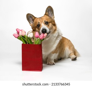 cute corgi dog puppy holds a gift paper bag with a bouquet of tulips on a white isolated background in his teeth