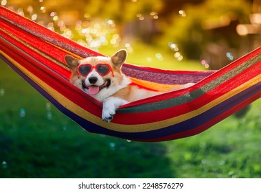  cute corgi dog puppy lies in a hammock in a sunny summer garden on a hot day surrounded by soap bubbles - Powered by Shutterstock