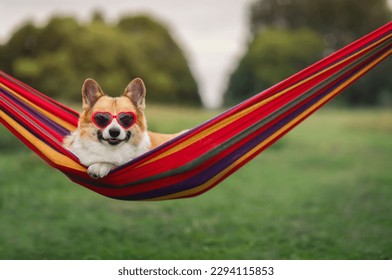 cute corgi dog puppy lies in a hammock with sunglasses on a hot summer day and enjoys relaxing