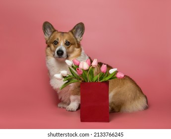 cute corgi dog puppy sitting with a gift paper bag with a bouquet of tulips on a pink background