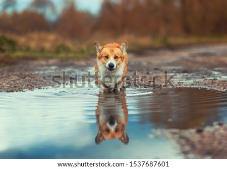 cute Corgi dog puppy stands in a puddle on the road in the autumn Park funny grimacing