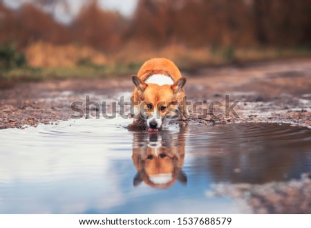 cute Corgi dog puppy stands in the a puddle on the road and drinks water reflecting in it in autumn Sunny day