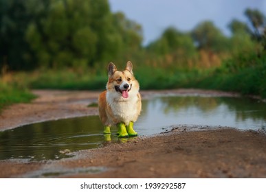 Cute Corgi Dog In Rubber Boots On All Paws Stands In A Puddle In The Park After A Spring Rain