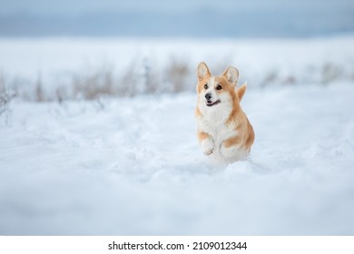 Cute Corgi Dog Running Fast In The Snow. Dog In Winter. Dog Action Photo