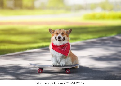 cute corgi dog stands on a skateboard in the city sunny summer park