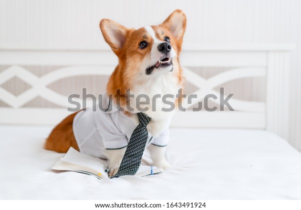 Cute Corgi Dog Stylish Shirt Tie Stock Photo Edit Now 1643491924