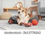 Cute Corgi dog with toys lying in pet bed at home