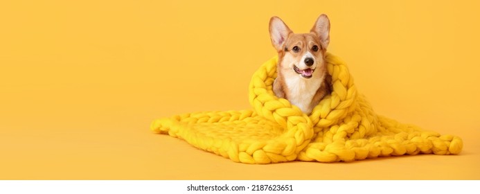 Cute Corgi dog with warm knitted plaid on yellow background with space for text