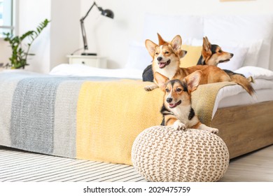 Cute Corgi Dogs In Bedroom At Home