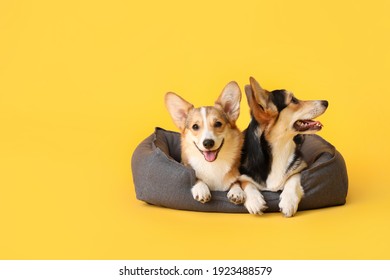 Cute corgi dogs with pet bed on color background
