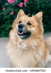 Cute Corgi Pomeranian Mix Dog