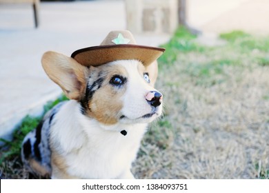Cute Corgi Puppy Dog Cowboy Hat Stock Photo Edit Now 1384093751