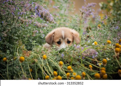 Cute Corgi Puppy Hiding In Flowers