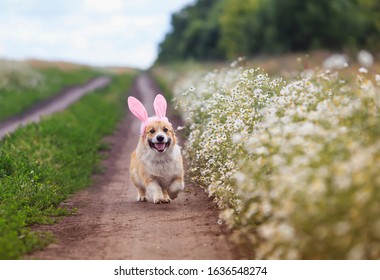 cute a Corgi puppy runs merrily along the road in a Sunny garden with daisies in pink Easter ears