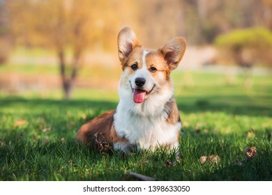 Cute Corgi Puppy Sitting On Green Stock Photo 1398633050 