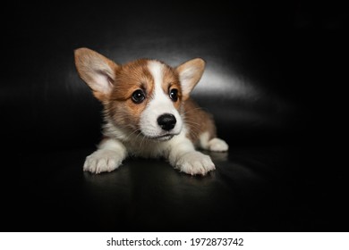 Cute Corgi Puppy Sitting On A Dark Background