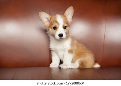 Cute Corgi Puppy Sitting On A Brown Background Looking At The Camera