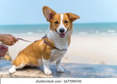 Cute Corgi Resting Dog On On The Beach. Nice Welsh Corgi Pembroke Relaxing On The Beach. Pets Outdoors And Lifestyle. Beach And Summer Concept.