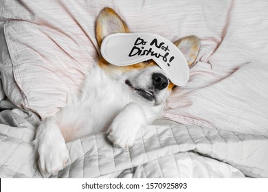 Cute Corgi Sleeps On The Bed With Eye Mask. Live with schedule, time to wake up. - Shutterstock ID 1570925893