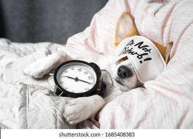 Cute corgi sleeps on the bed with eye mask. Live with schedule, time to wake up. stay home - Shutterstock ID 1685408383