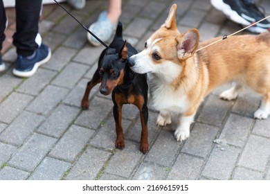 Cute Corgi Sniffing The Ear Of A Mini Doberman. High Quality Photo