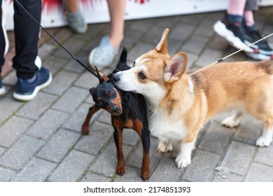 Cute Corgi Sniffing The Ear Of A Mini Doberman. High Quality Photo