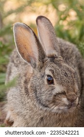 Cute Cottontail Rabbit in Arizona