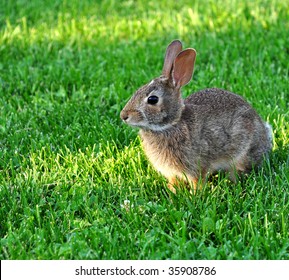 Cute cottontail rabbit in the grass
