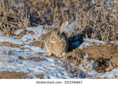 A Cute Cottontail Rabbit on the Colorado Plains